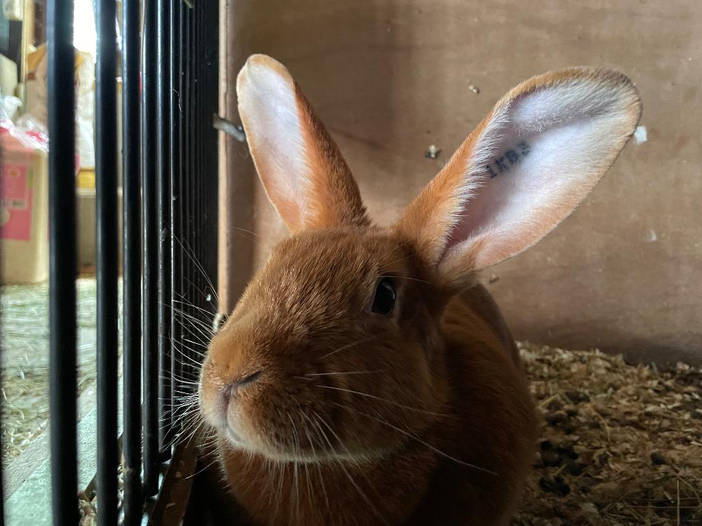 Vale van Bourgondië, Dieren en Toebehoren, Konijnen, Meerdere dieren, Groot, 0 tot 2 jaar