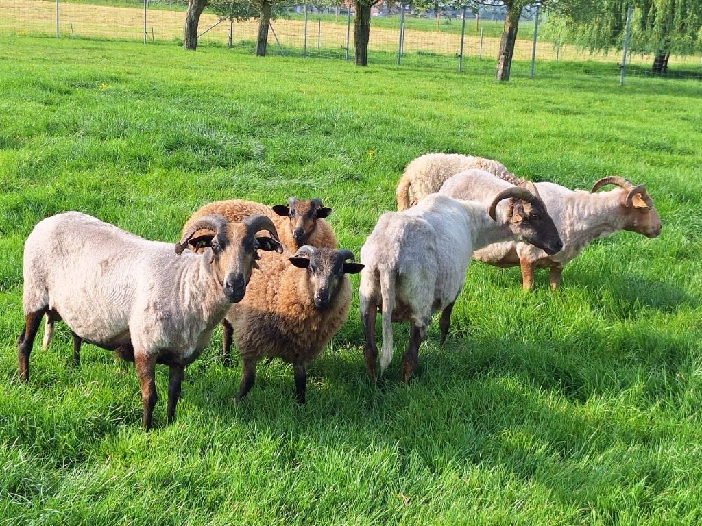 Schapen scheren 7 euro per schaap, Dieren en Toebehoren, Schapen, Geiten en Varkens, Schaap