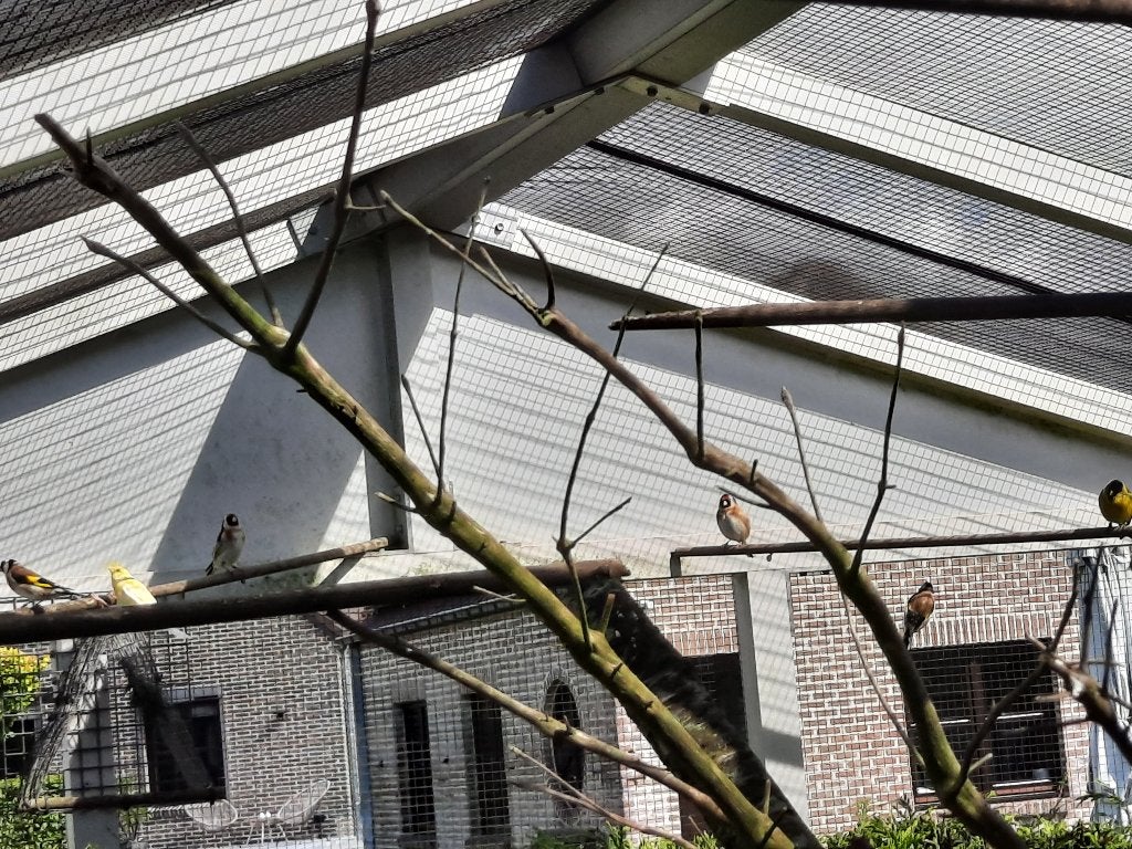 Vogels, Dieren en Toebehoren, Meerdere dieren, Parkiet, Geringd