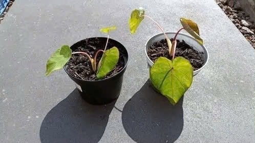 Colocasia Pink china, Tuin en Terras, Volle zon, Vaste plant, Zomer, Ophalen