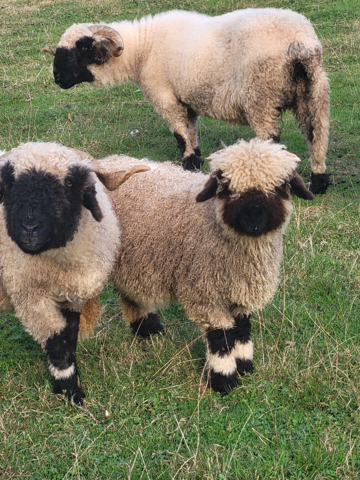 wallisher zwartneus schaap jonge ooi, Dieren en Toebehoren, Schapen, Geiten en Varkens, Vrouwelijk, Schaap, 0 tot 2 jaar