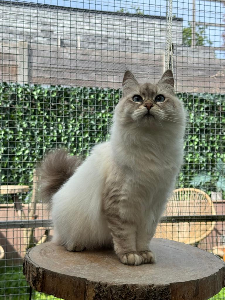 Siberische Kitten ( neva Masquerade), Dieren en Toebehoren, Poes, 0 tot 2 jaar