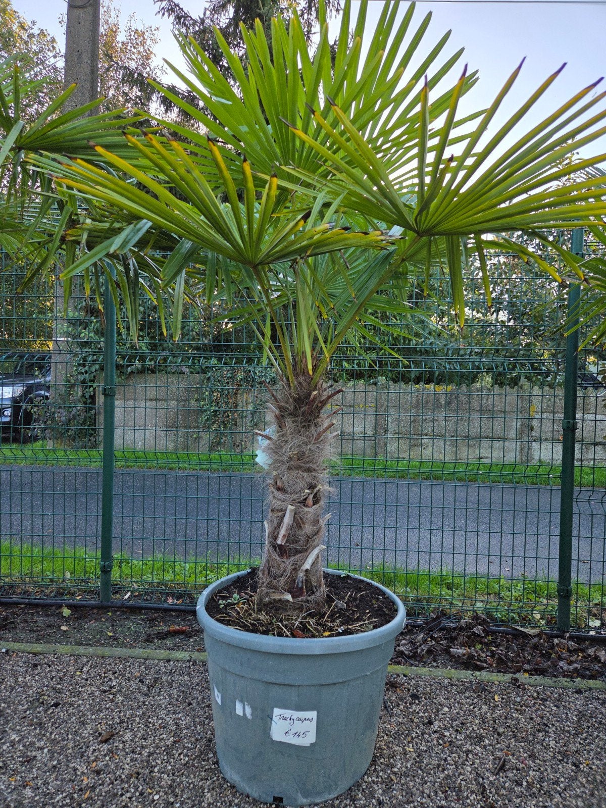 Winterharde palmboom Trachycarpus Fortunei, Tuin en Terras, Ophalen, Halfschaduw, Palmboom