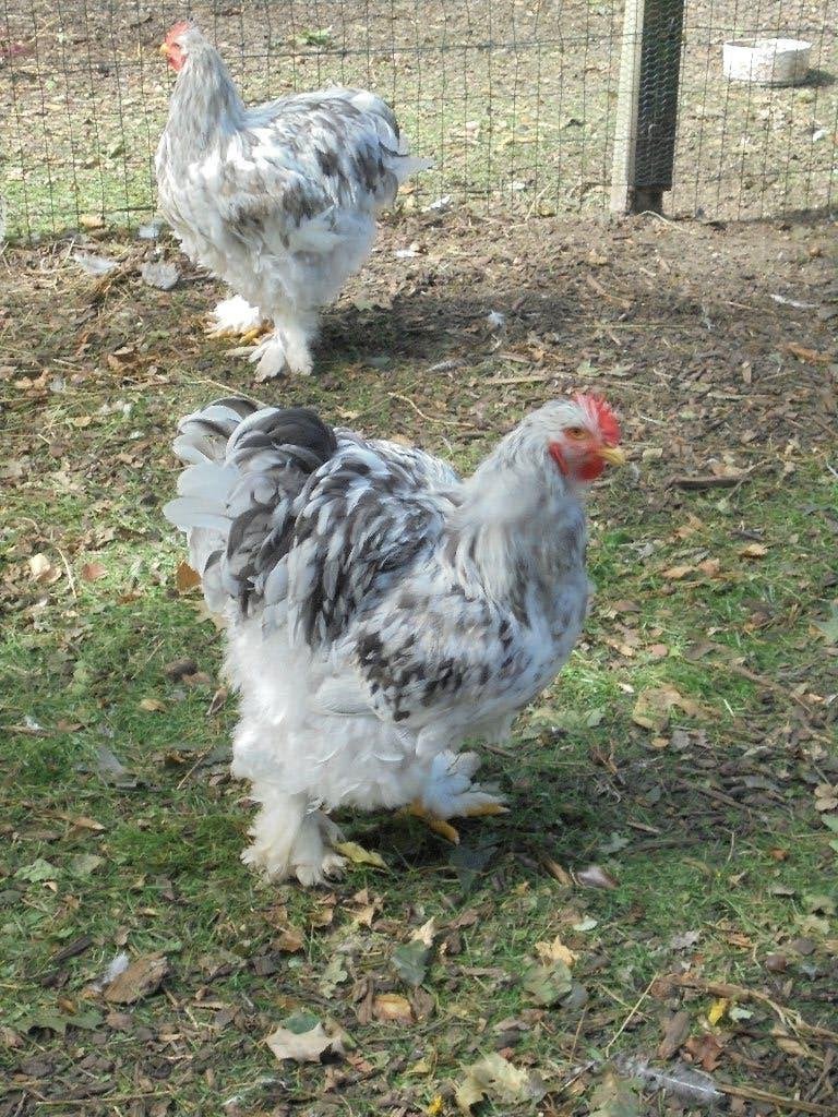 Cochin groothoender, Dieren en Toebehoren, Mannelijk, Kip