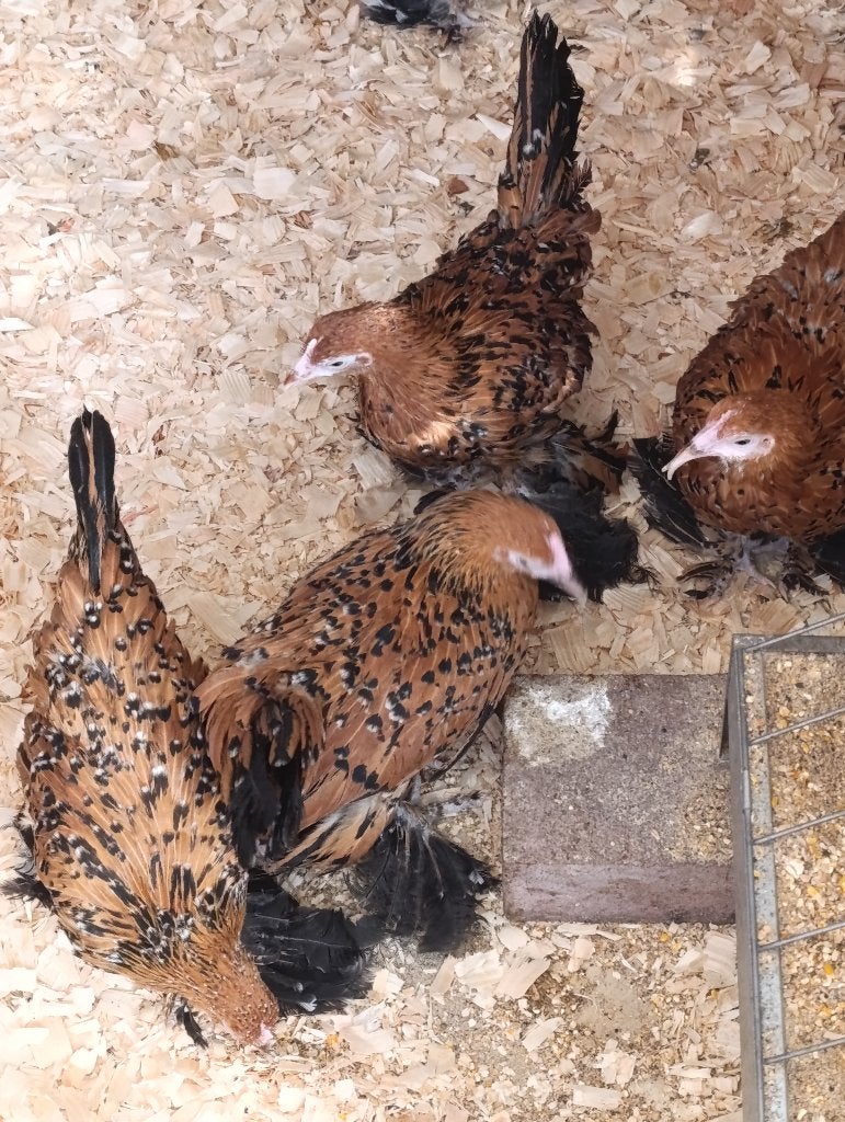poule de sable , cochin, poule soie, padoue et bien d'autres, Femelle, Poule ou poulet