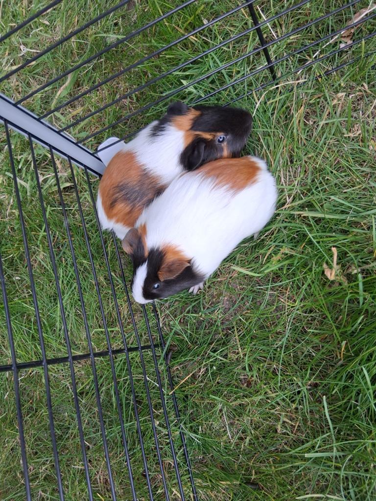 Jonge cavia mannetjes, Cavia, April, Mannelijk, Tam