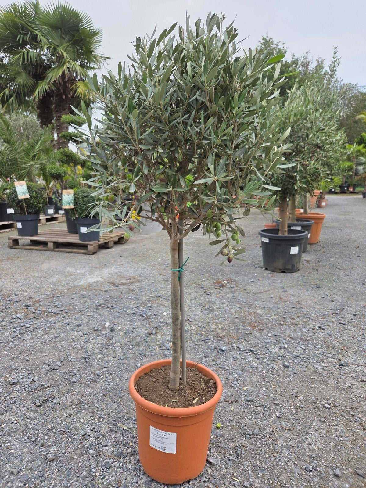Olijfboom Olea Europaea, Tuin en Terras, Ophalen