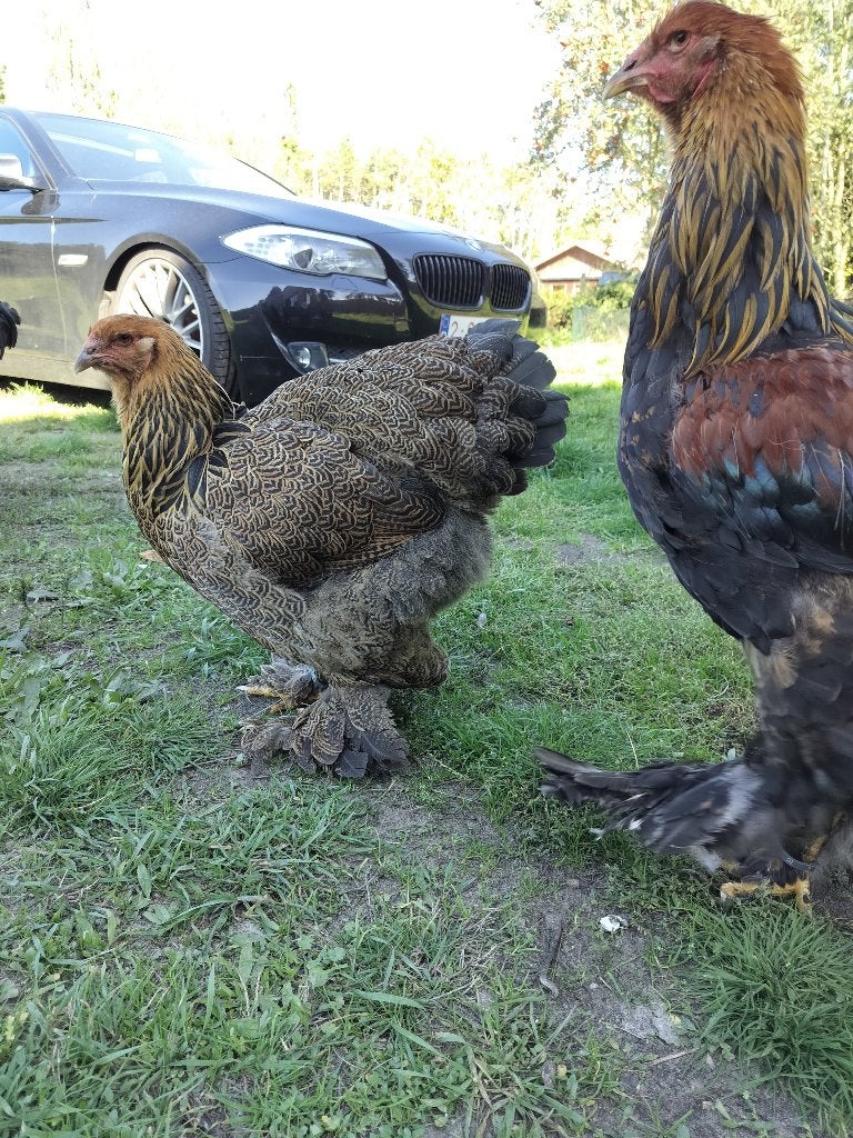 Brahma hen, Dieren en Toebehoren
