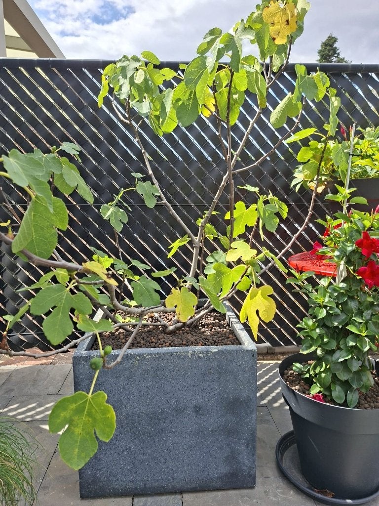 Volwassen vijgenboom, Ophalen, Volle zon, In pot, Vijgenboom