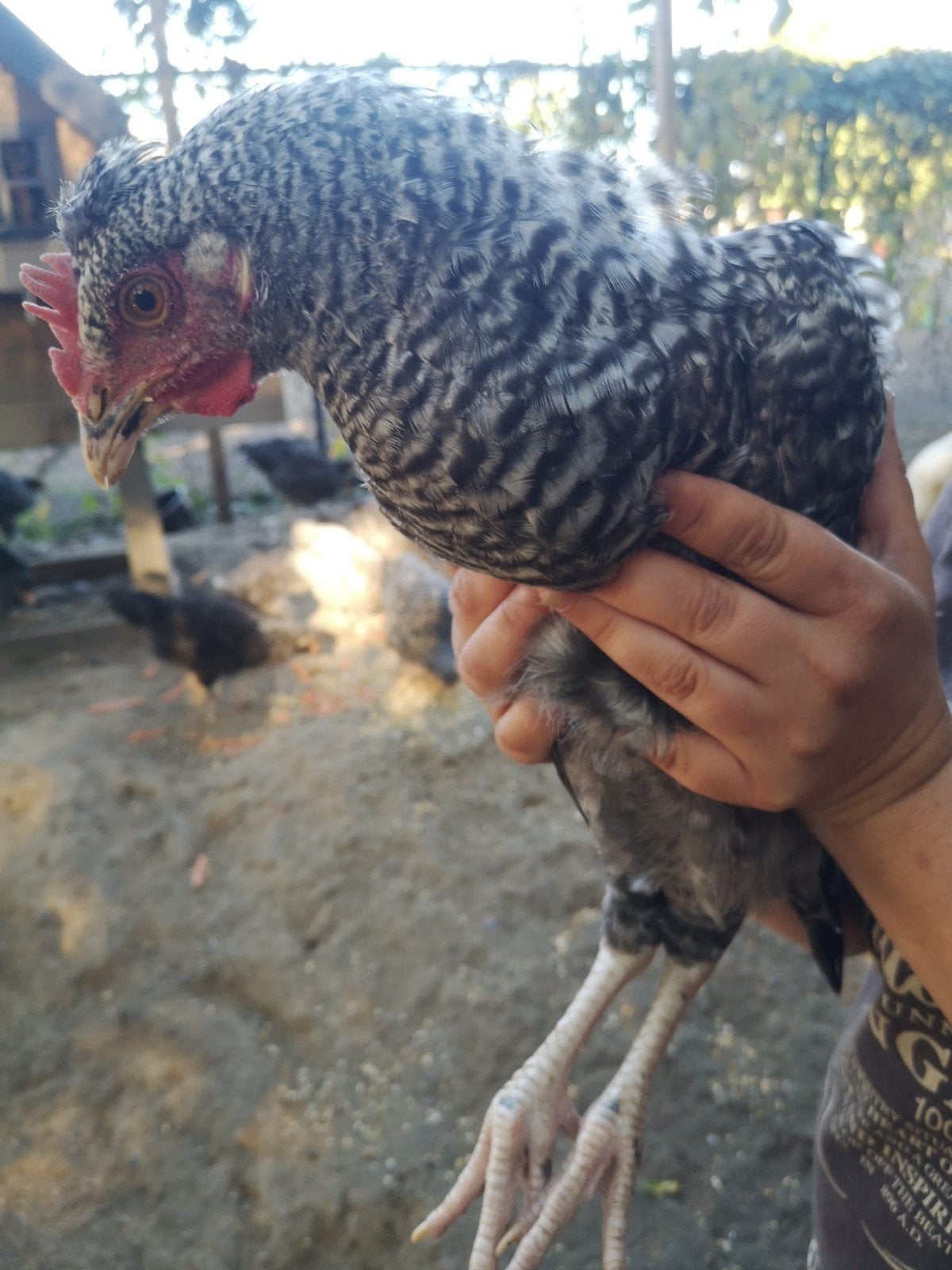 haan, Dieren en Toebehoren, Mannelijk, Kip