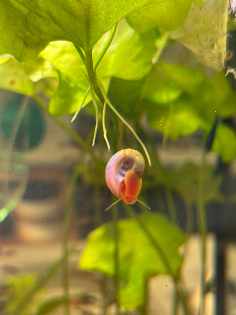 Posthoornslak roze (20 voor €3), Ophalen