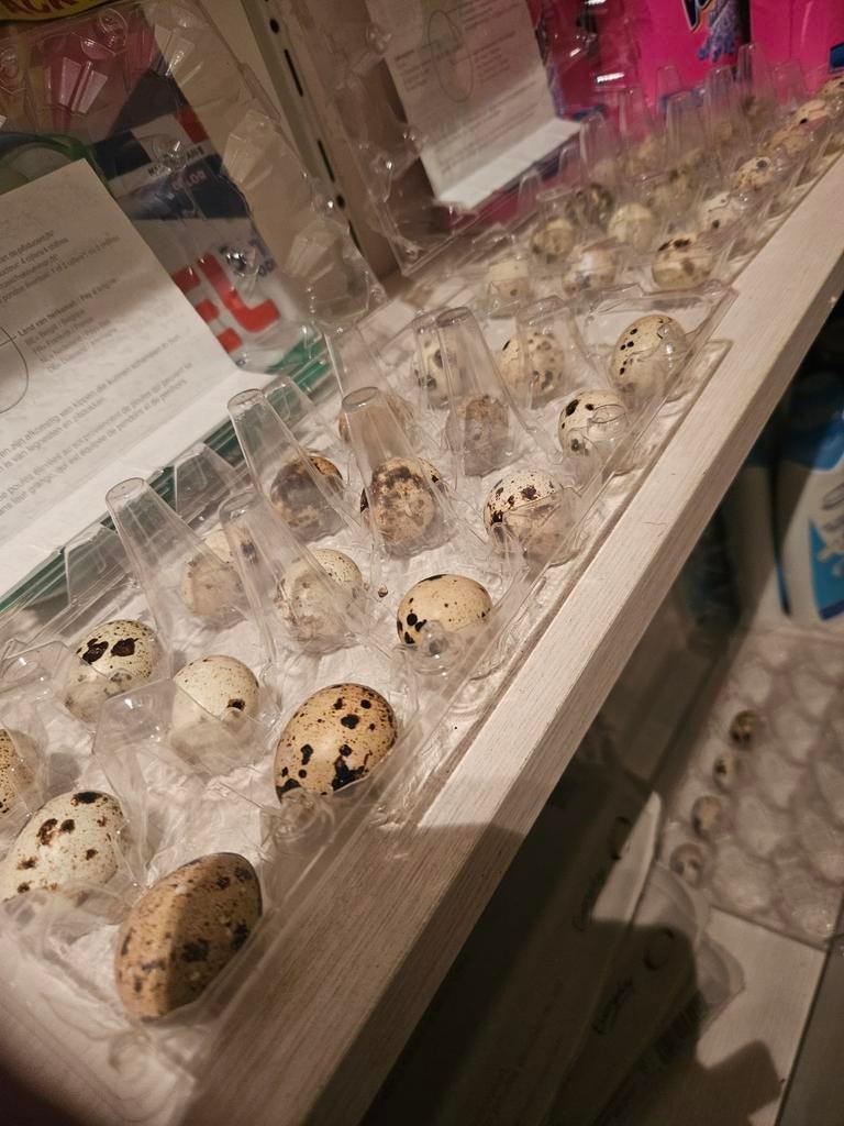 Japanse kwartel eiren, Dieren en Toebehoren, Pluimvee