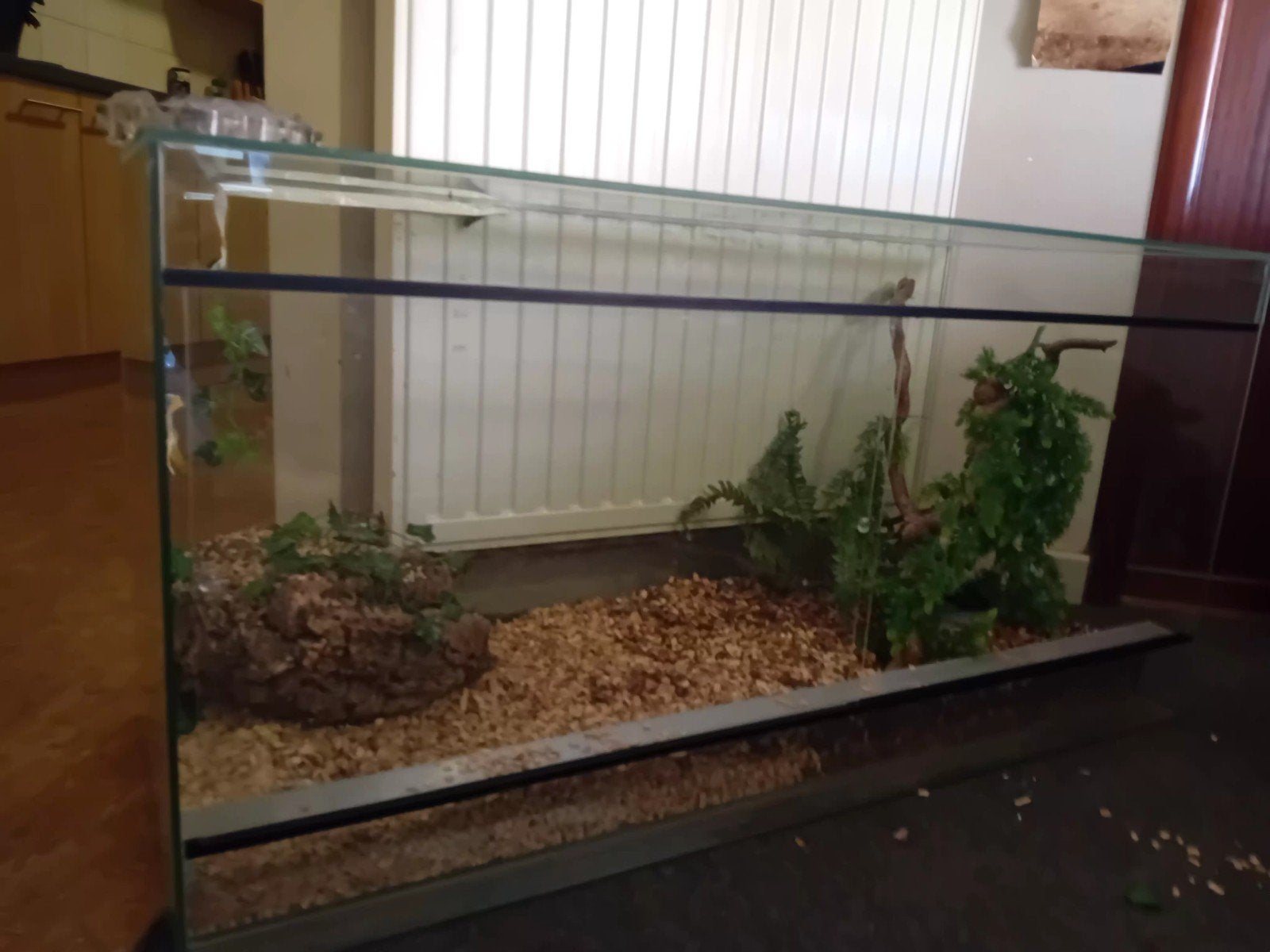 terrarium, Animaux & Accessoires, Reptiles & Amphibiens | Accessoires, Enlèvement, Comme neuf, Terrarium ou Paludarium