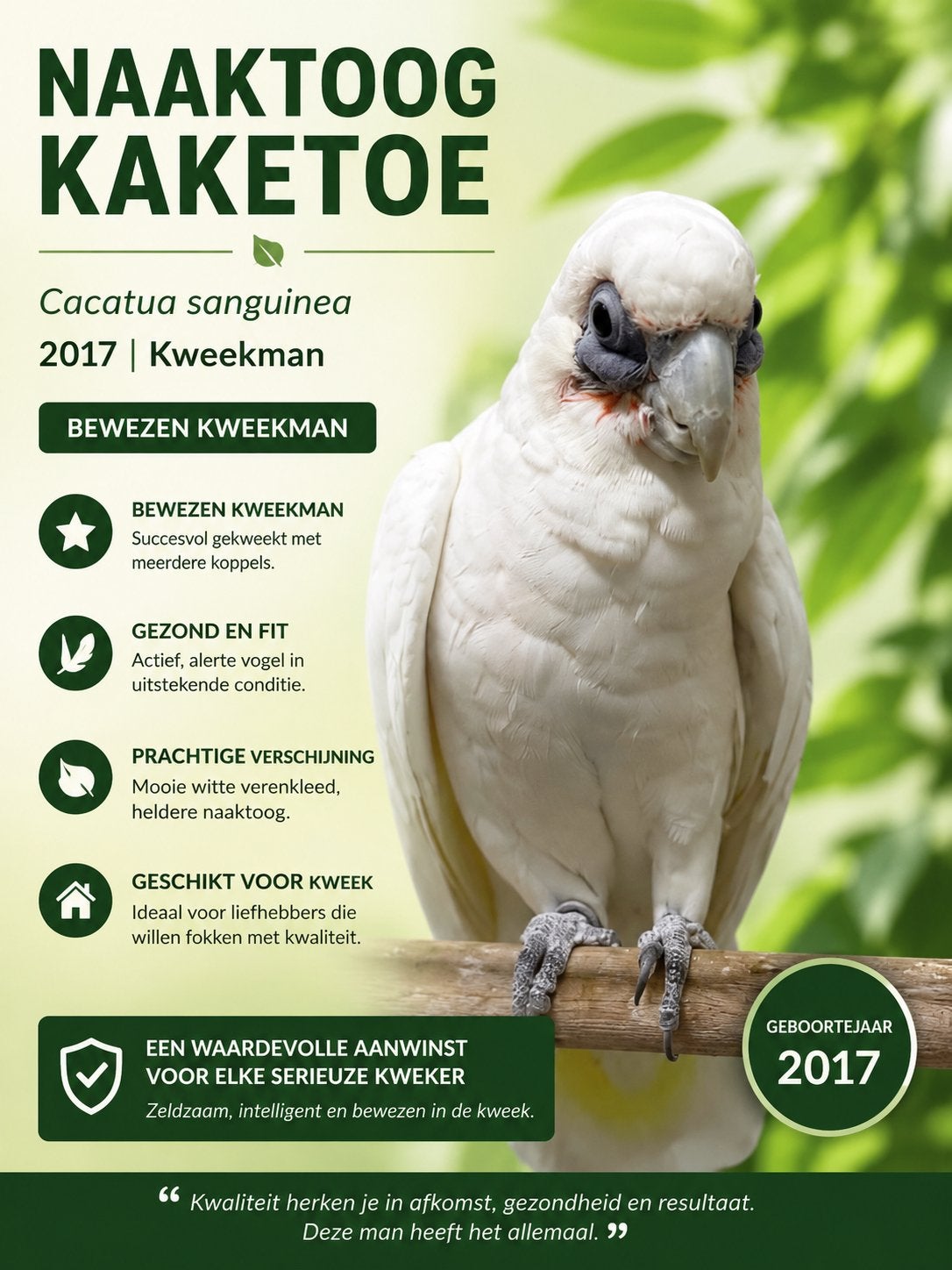Naaktoog kweekman kaketoe, Animaux & Accessoires, Oiseaux | Perruches & Perroquets, Mâle