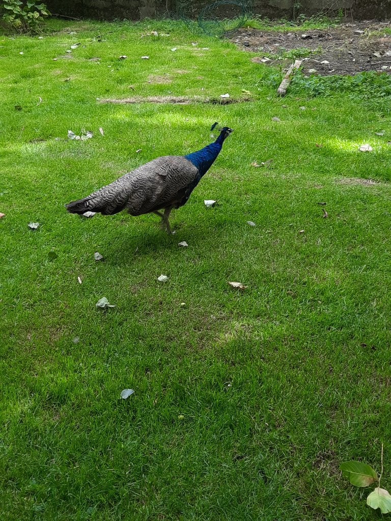Paon bleu