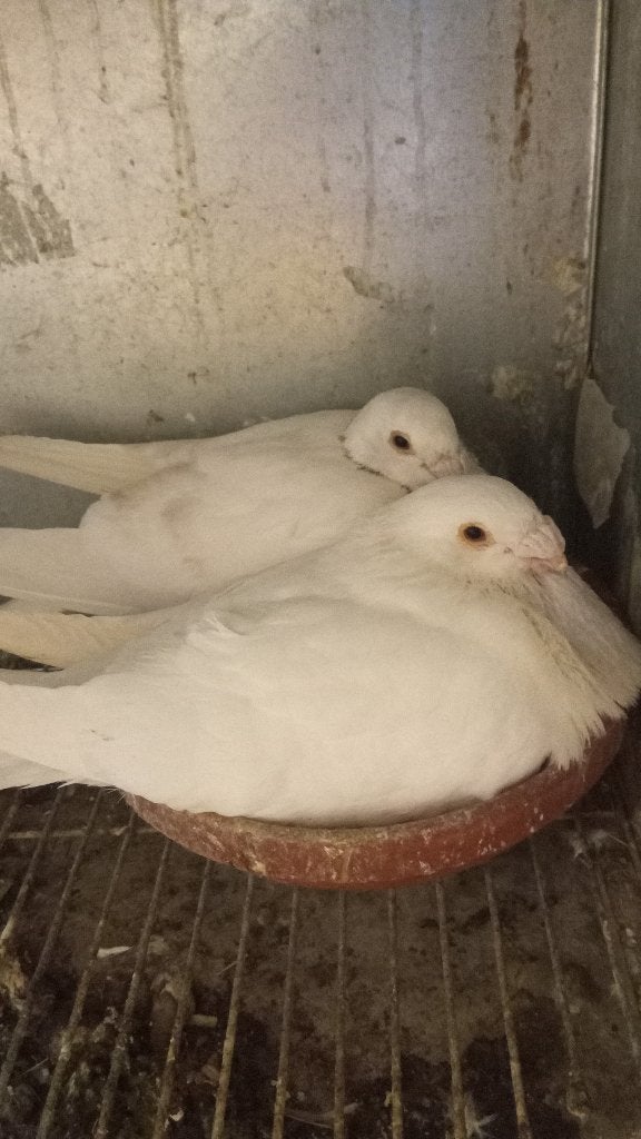 Gorguro kroppers, Dieren en Toebehoren, Vogels | Duiven, Meerdere dieren, Kropper
