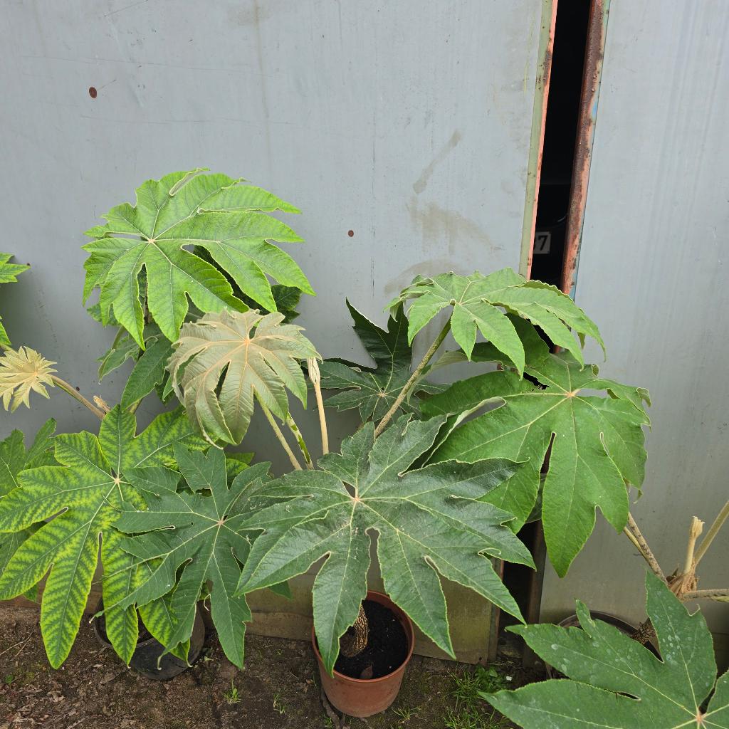 Grote Tetrapanax planten, Tuin en Terras, Ophalen, Vaste plant