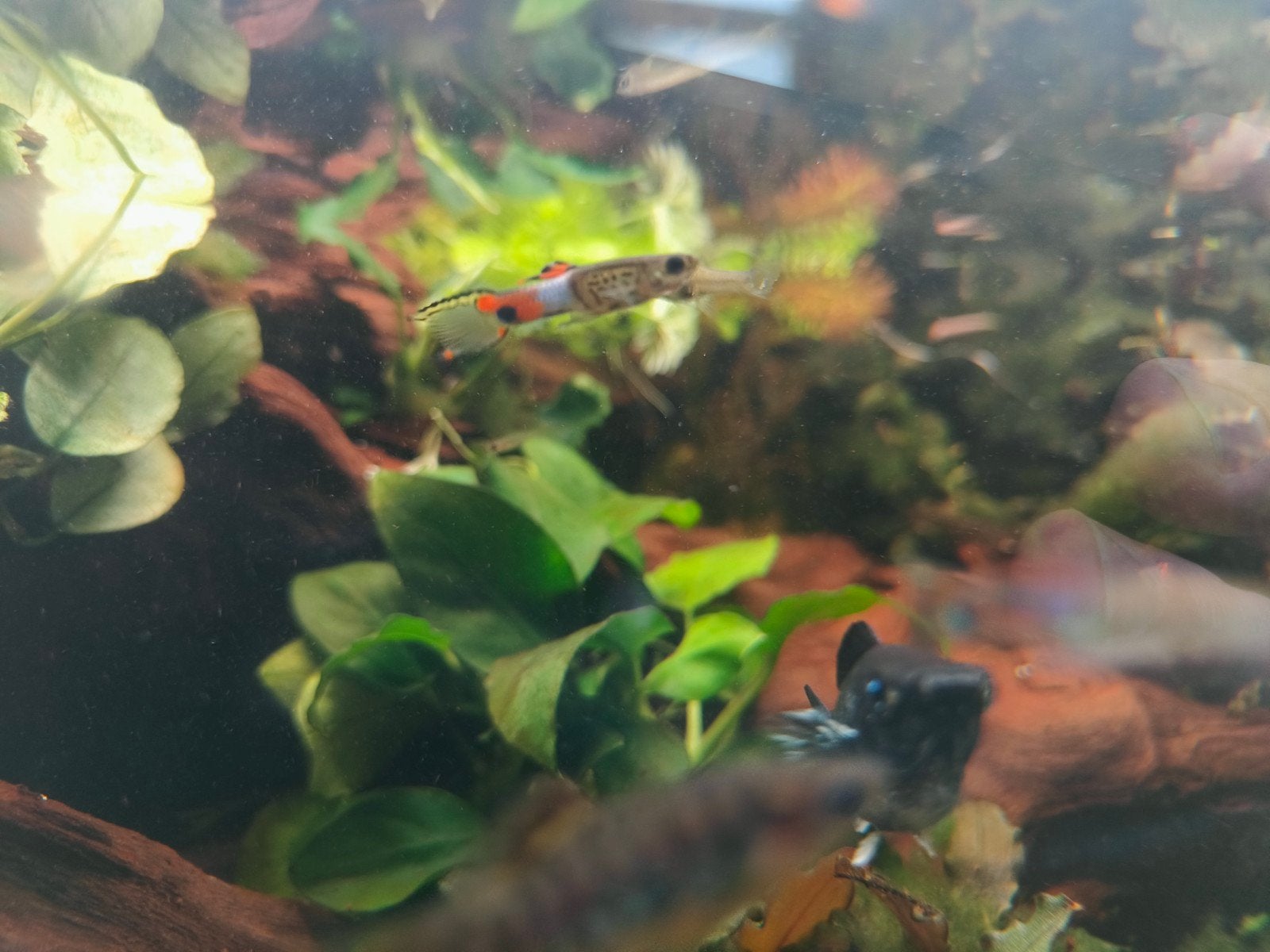 Endler guppies, Dieren en Toebehoren, Vis, Zoetwatervis