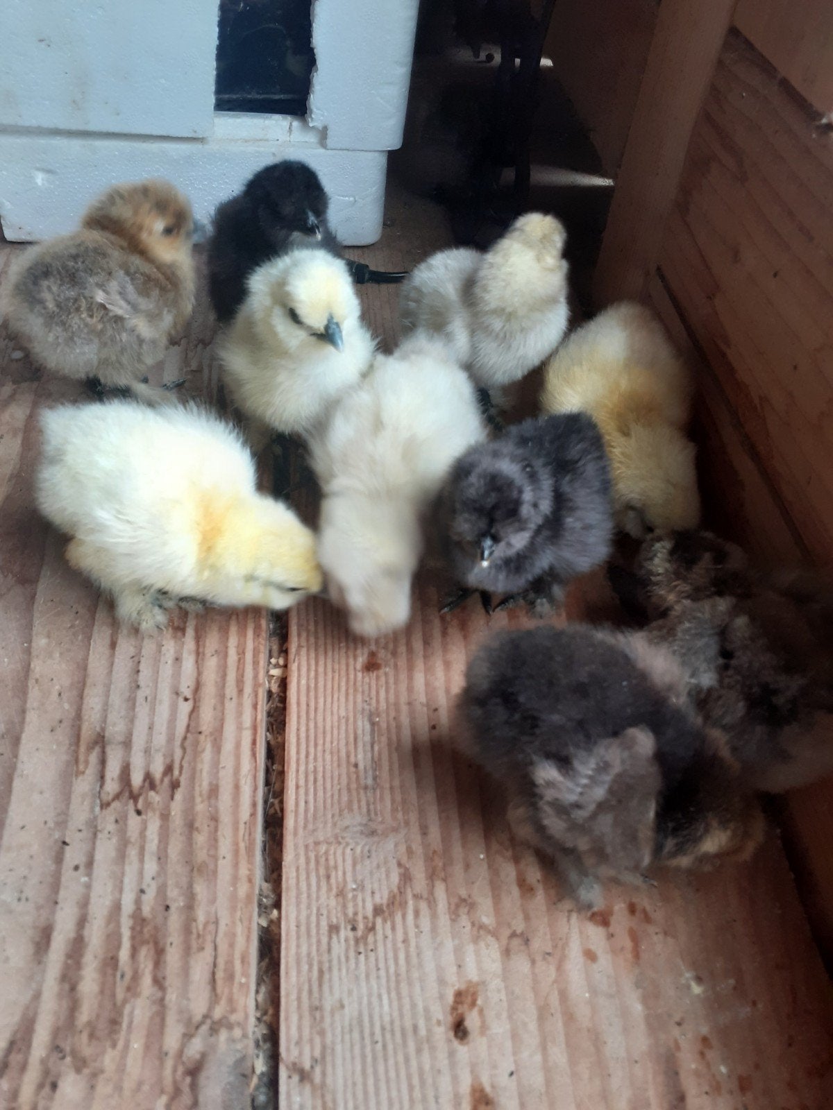 Poussins Silkfowl., Animaux & Accessoires, Volatiles