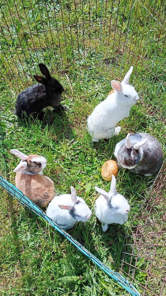 mooie konijnen, Dieren en Toebehoren, Mannelijk, Klein, 0 tot 2 jaar