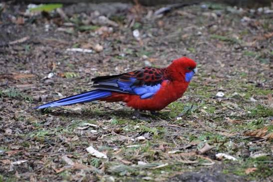 Gezocht: pennant rosella pop, Femelle, Perruche