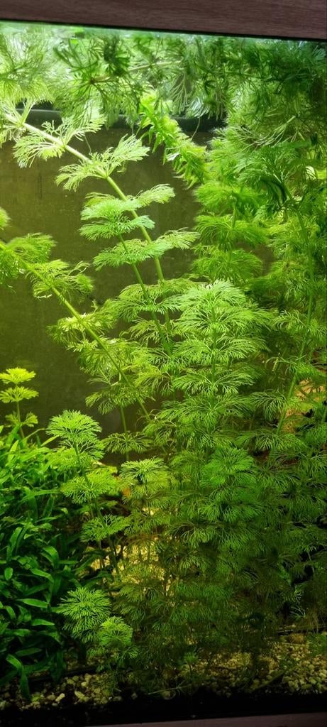 Aquarium planten, Animaux & Accessoires, Poissons | Aquariums & Accessoires, Enlèvement