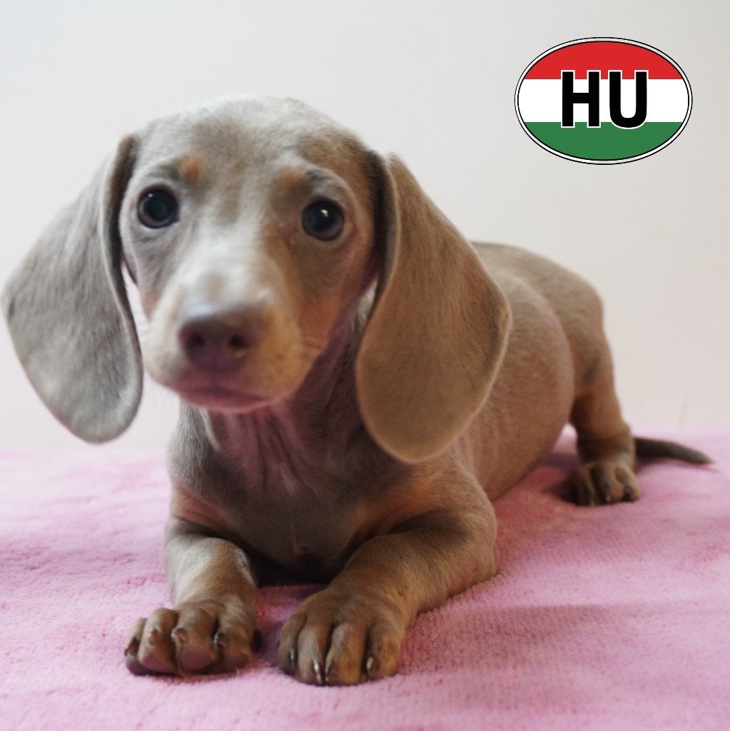 Teckel à poil court - chiots super mignons à vendre, Animaux & Accessoires, 15 semaines à 1 an, Poils courts, Hépatite contagieuse (maladie de Rubarth)