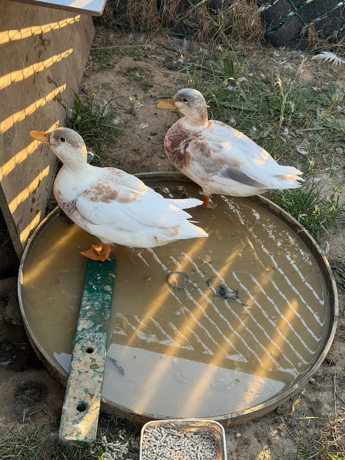 3 manden oud eenden mooi en gezond, Dieren en Toebehoren, Eend
