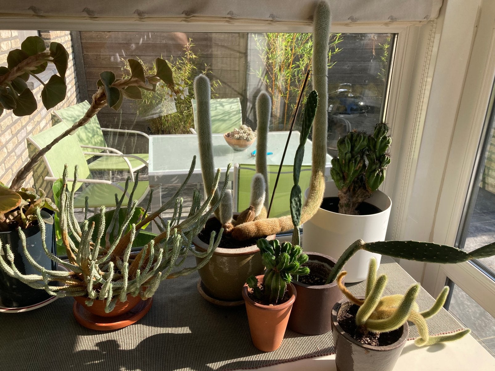 Cactussen, Ophalen