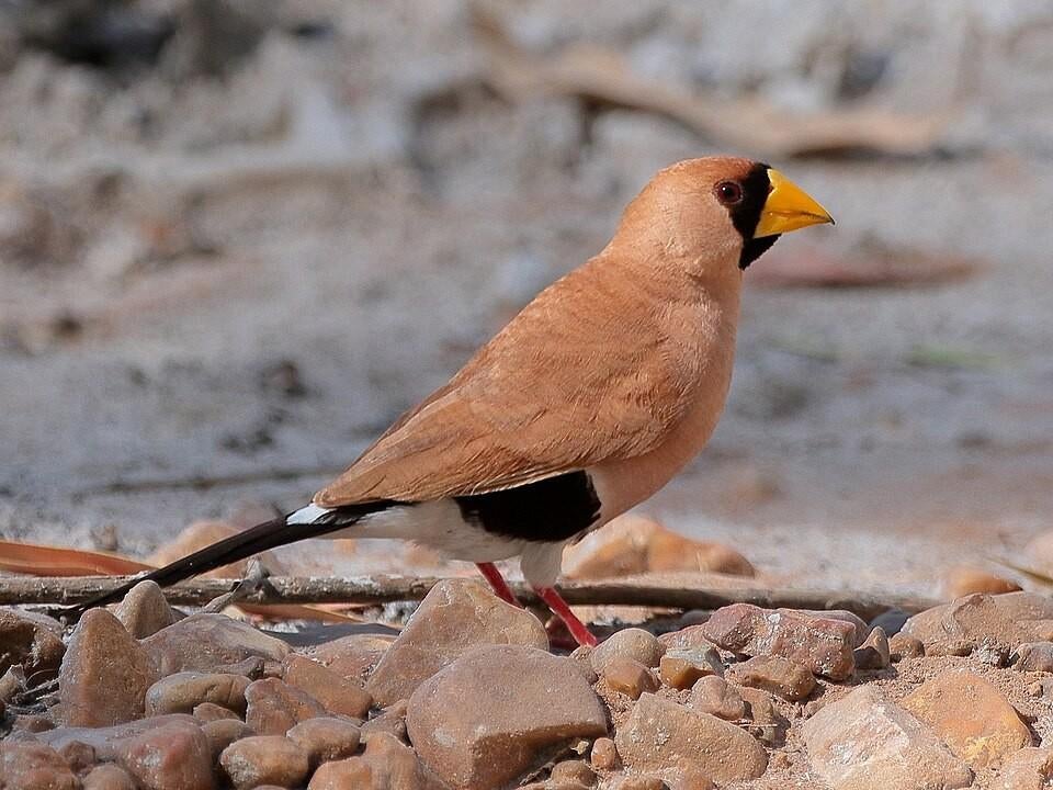 Koppel maskeramandinen, Dieren en Toebehoren, Vogels | Overige Vogels, Meerdere dieren, Tropenvogel, Geringd