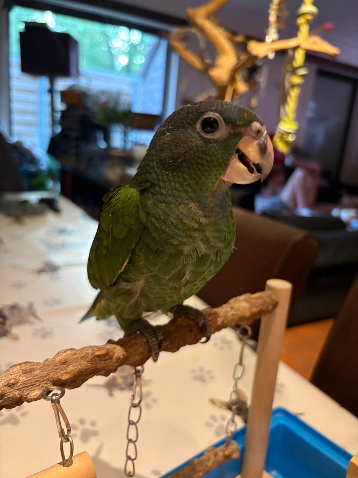 jonge prachtige Blauwkoppionus (Pionus menstruus), Geslacht onbekend, Papegaai, Geringd