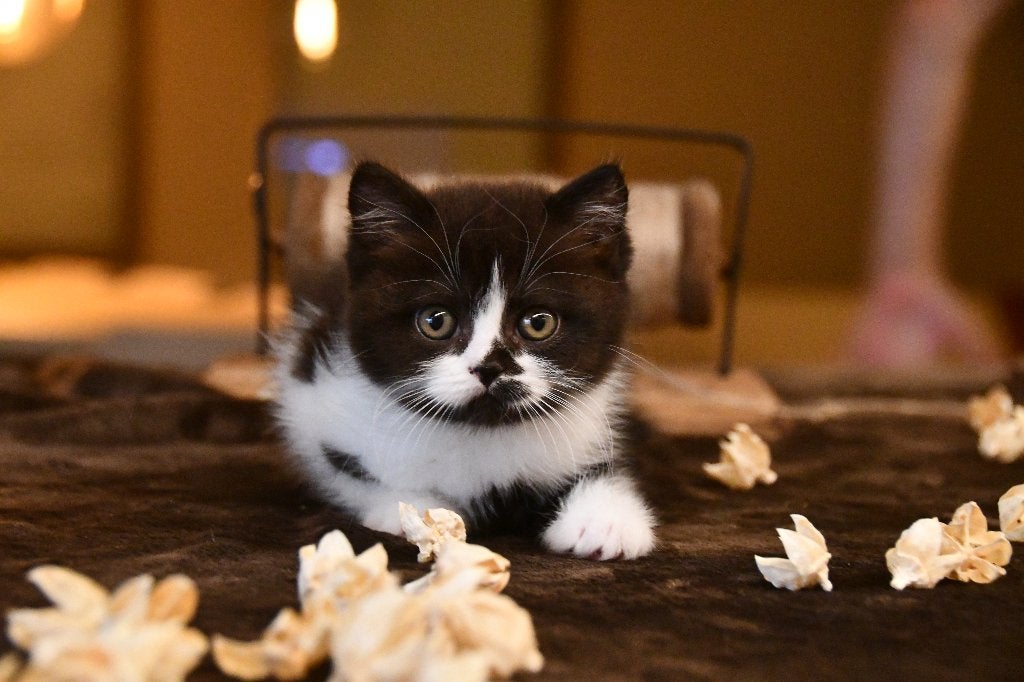 brits korthaar kitten, Kater, Met stamboom, 0 tot 2 jaar
