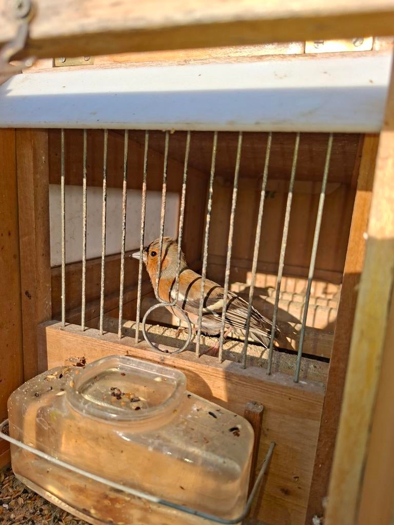 Botvink agaat man, Dieren en Toebehoren