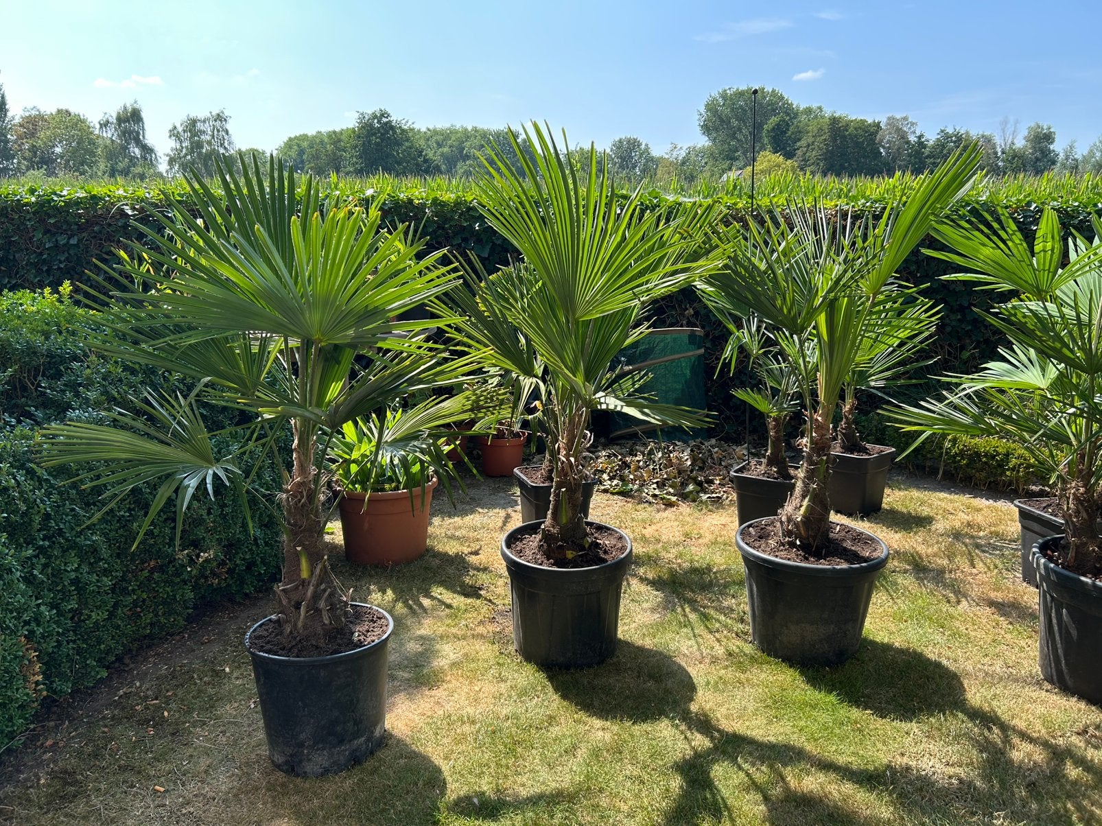 Palmbomen in pot, Jardin & Terrasse, Plantes | Arbres, Enlèvement, En pot