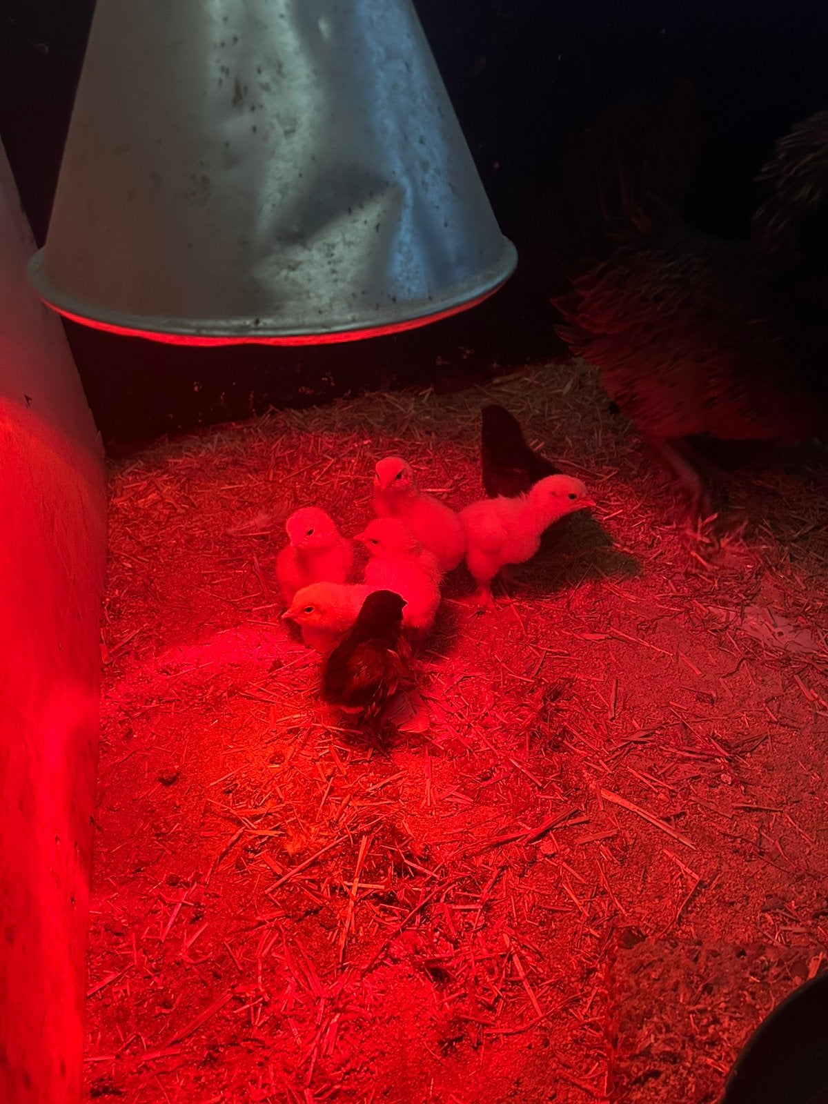 Kuikens, Dieren en Toebehoren, Geslacht onbekend, Kip