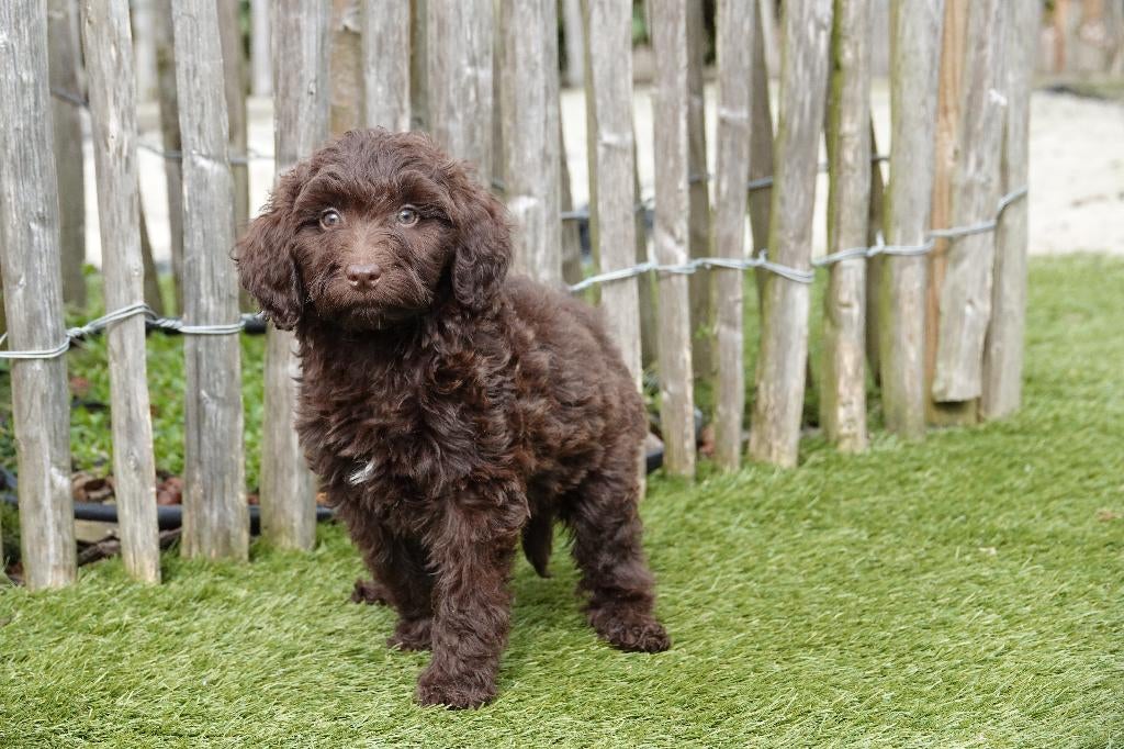 Prachtige Medium choco Labradoodle pups, geteste ouders, Dieren en Toebehoren, Parvo, België, Overige rassen, 8 tot 15 weken
