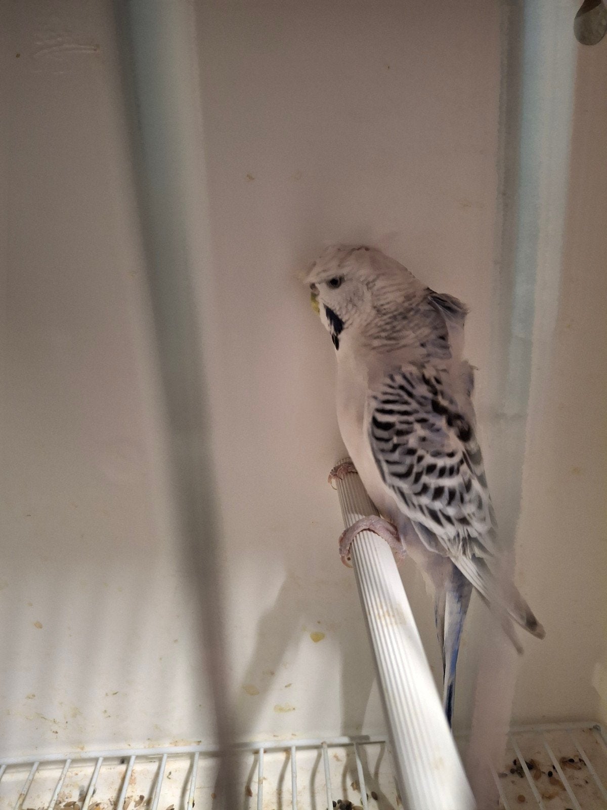 grasparkieten, Dieren en Toebehoren