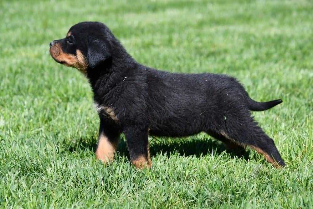 Rottweiler pups te koop, Dieren en Toebehoren, Parvo, België, 8 tot 15 weken, Teef