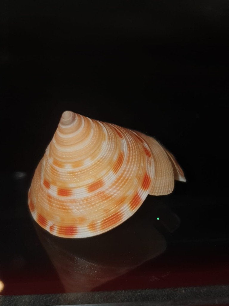 Perotrochus anseeuwi 35.5mm f+ Philipijnen "schelp", Verzamelen, Dierenverzamelingen, Ophalen of Verzenden, Zo goed als nieuw