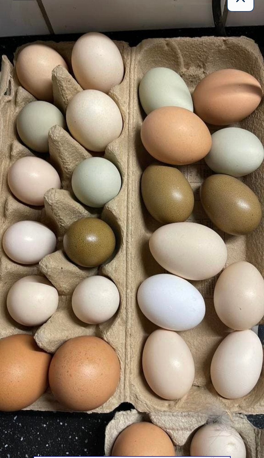 Broedeieren Kippen en Kwartels, Dieren en Toebehoren, Pluimvee