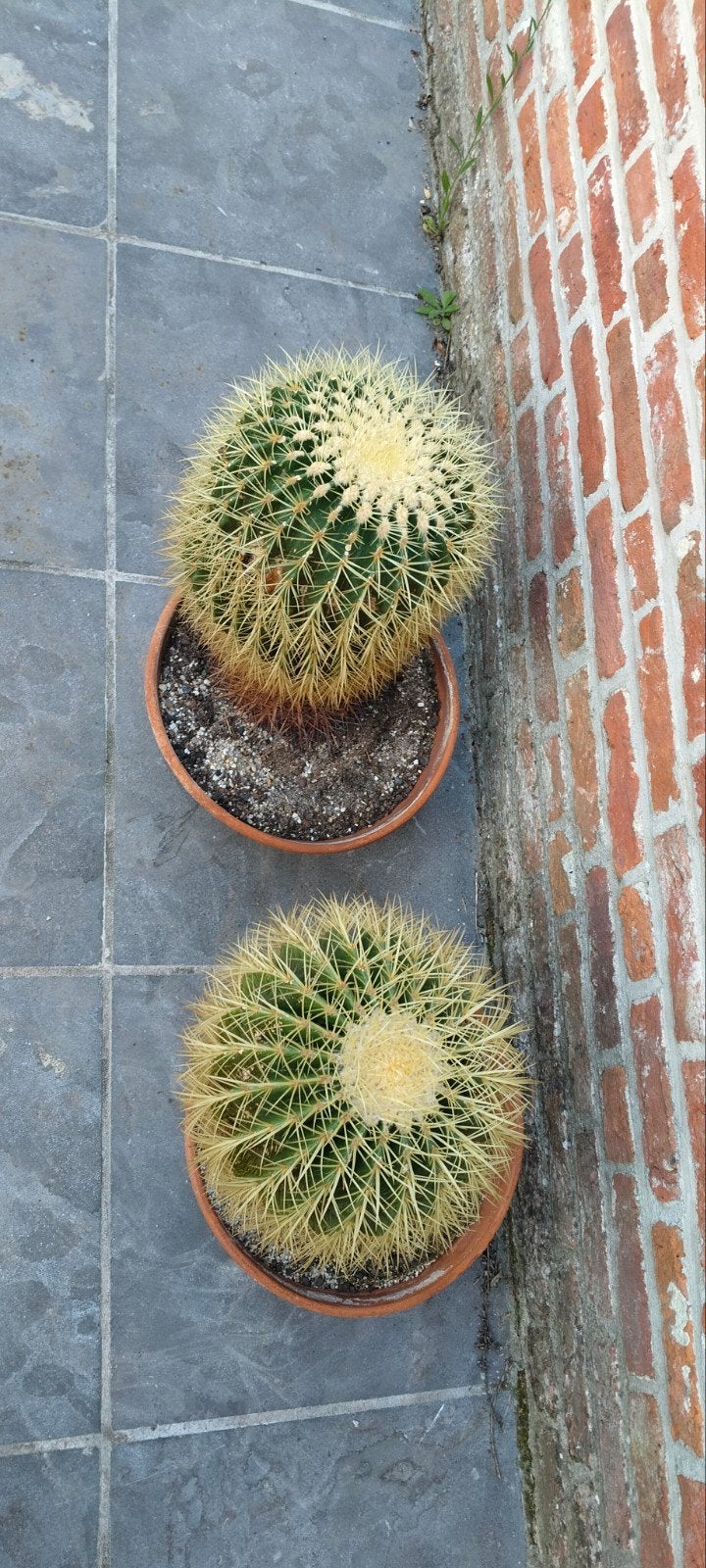 cactussen, Volle zon, Vaste plant, Zomer, Ophalen