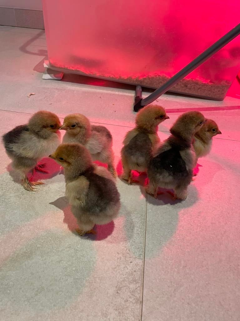 Brahma Buff Columbia kuikens, Dieren en Toebehoren, Pluimvee, Geslacht onbekend