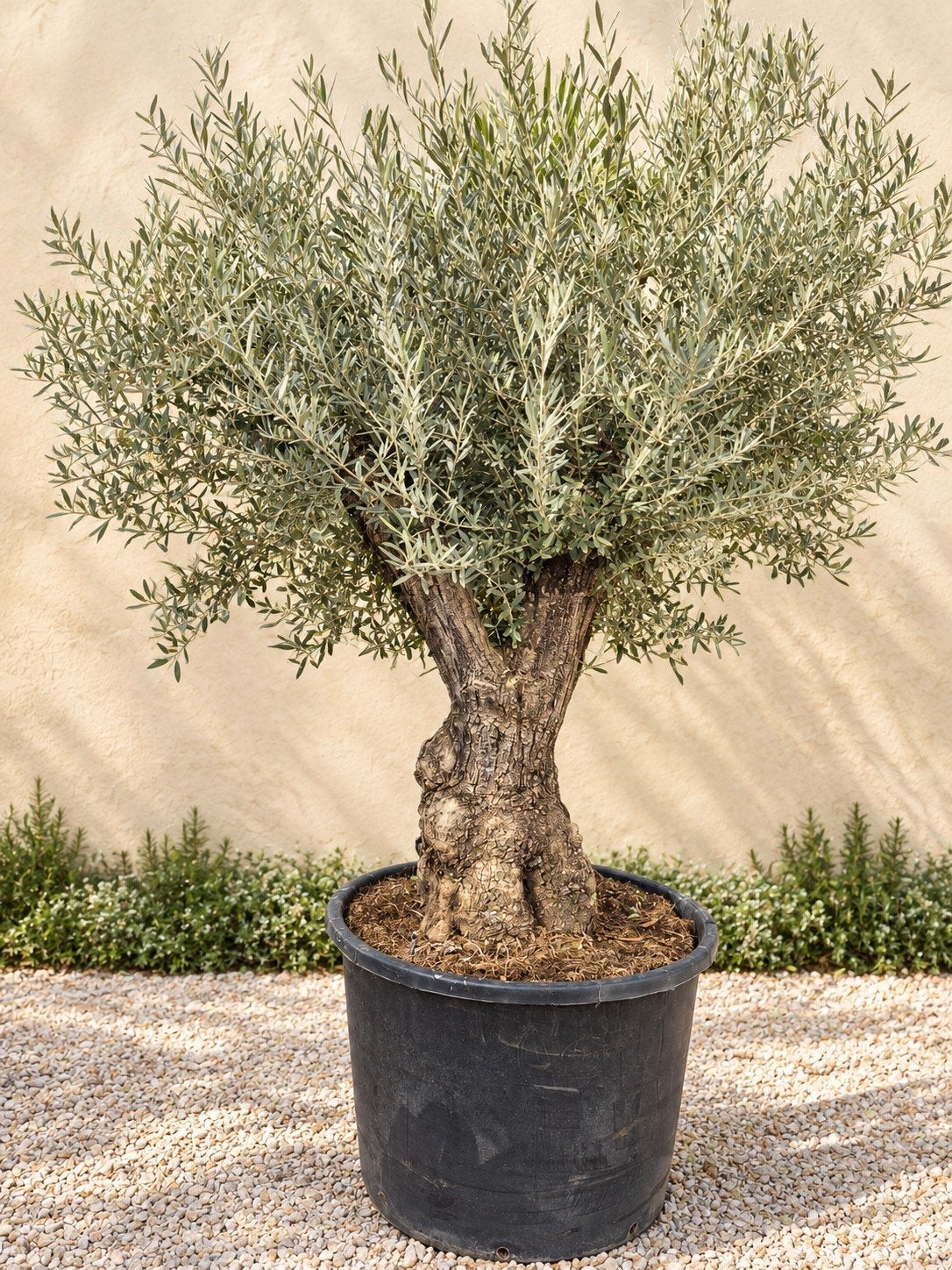 Olijfboom Olea Europaea mooi vertakt, Ophalen, Olijfboom