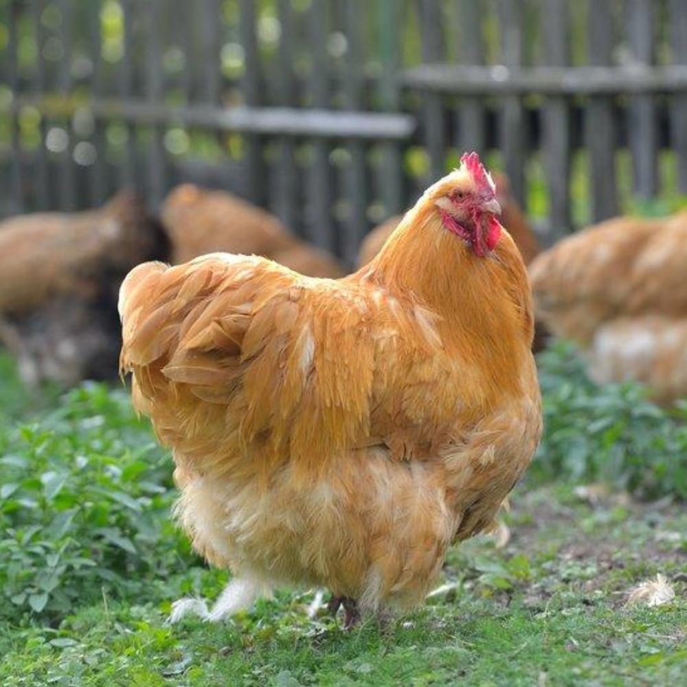 Kuikens, Dieren en Toebehoren