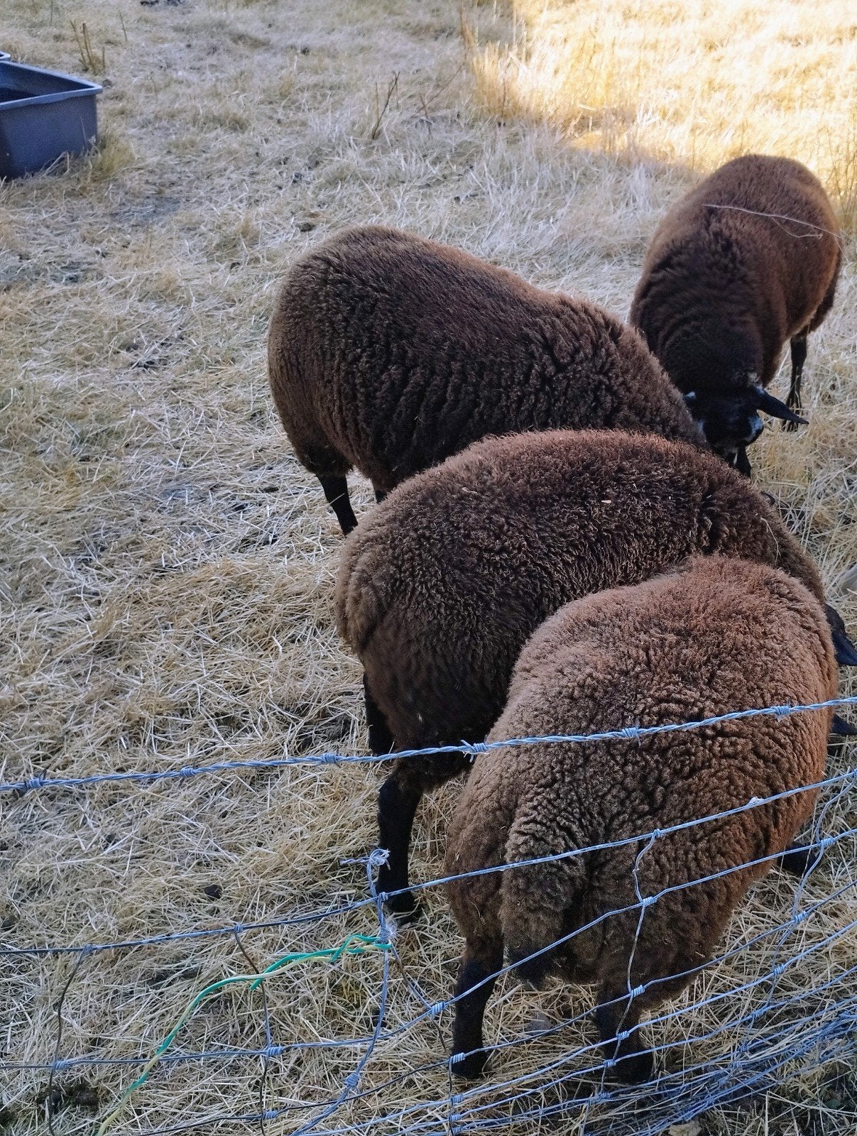 Schapen - Lammeren, Dieren en Toebehoren