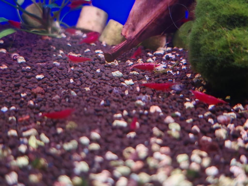 Neocaridina Bloody Mary, Dieren en Toebehoren