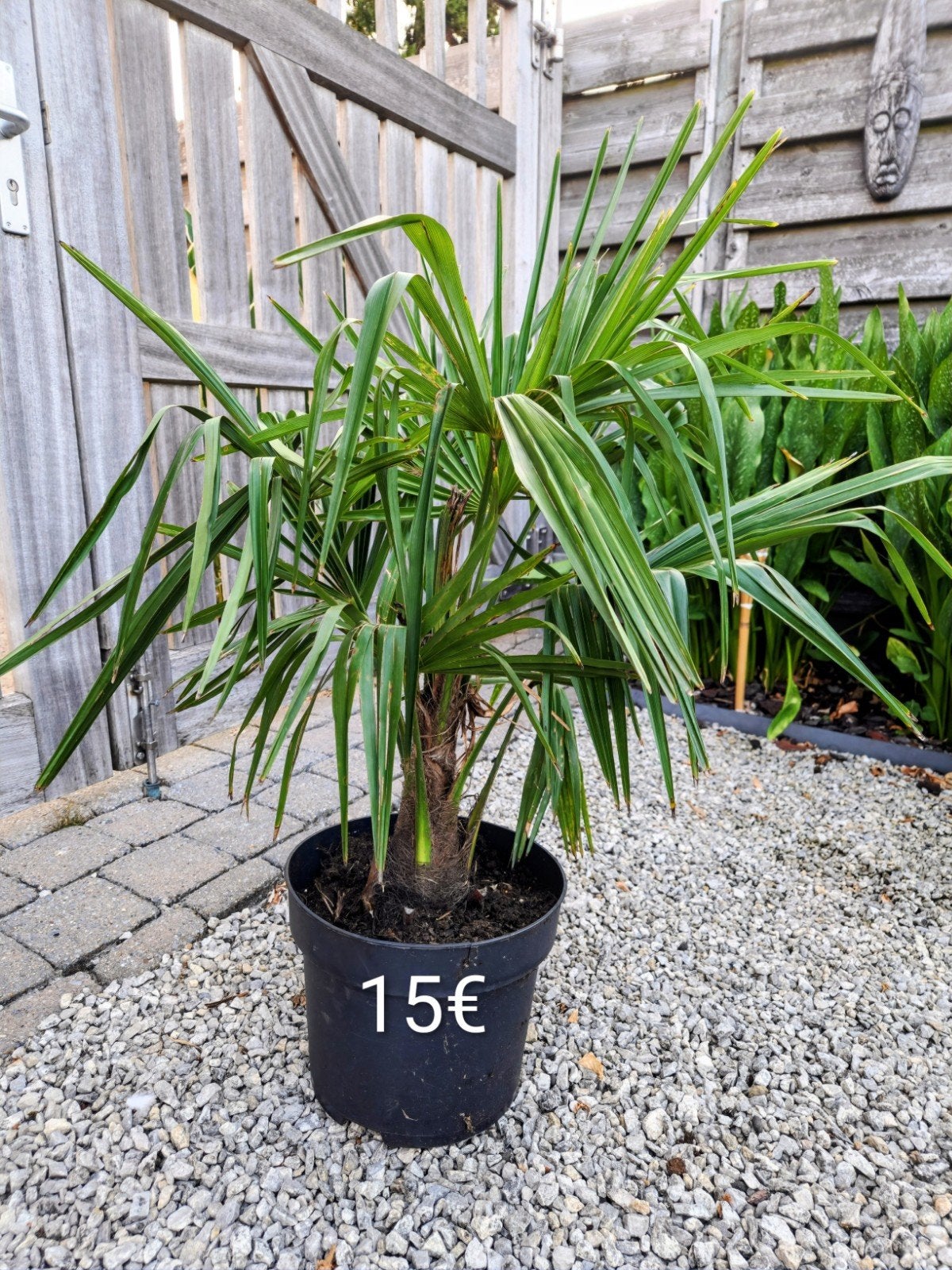 Trachycarpus (winterharde palm) eigen kweek 15€-, Tuin en Terras, Ophalen
