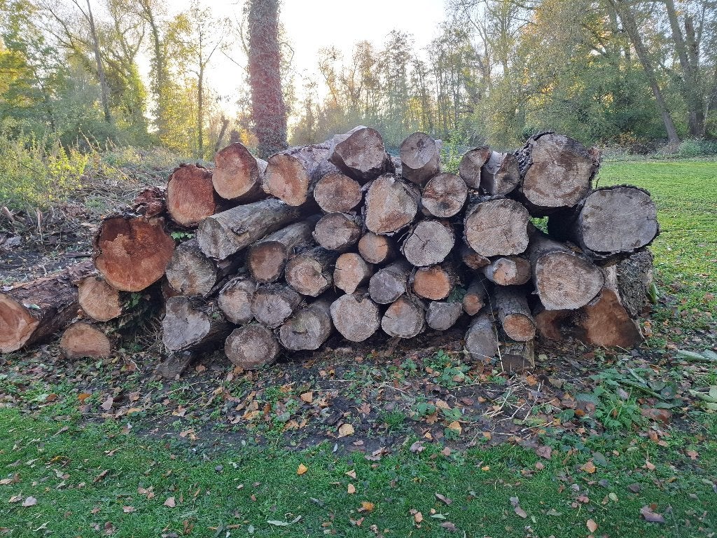 bois de chauffage à vendre, Jardin & Terrasse, 6 m³ ou plus, Enlèvement, Autres essences de bois, Troncs d'arbres