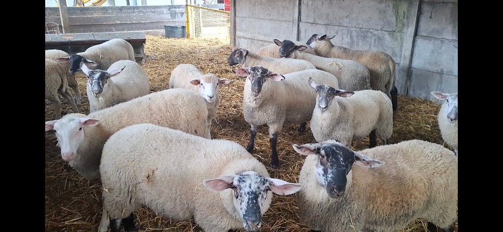 Slachtlammeren en lamsvlees, Dieren en Toebehoren, Meerdere dieren, Schaap