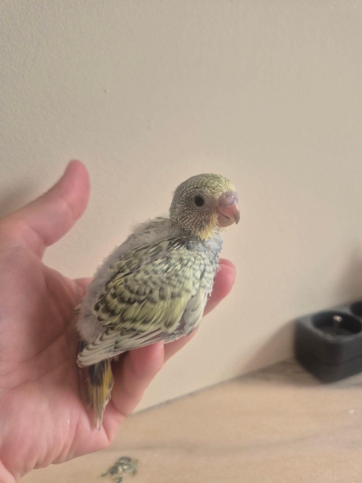 Bébés perruches à paillettes et albinos, Animaux & Accessoires, Oiseaux | Perruches & Perroquets